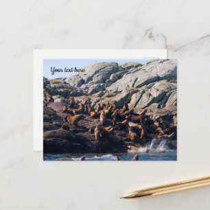 Sea Lion Postcard