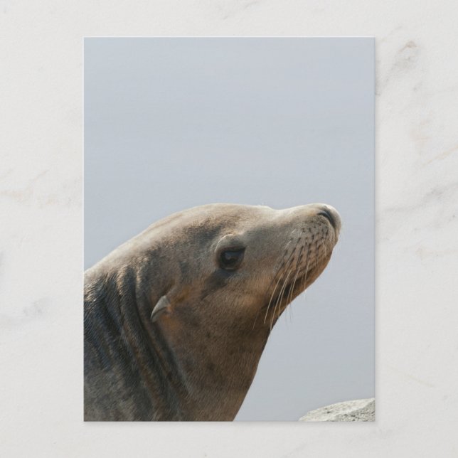 Sea Lion Postcard (Front)