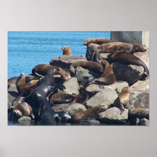 Sea Lion Poster