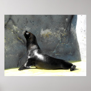 Sea Lion Poster