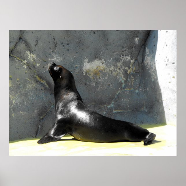 Sea Lion Poster (Front)