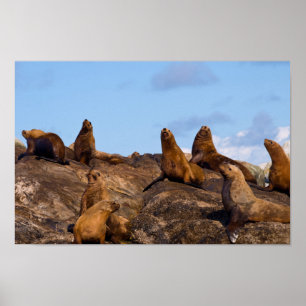 Sea lion Poster