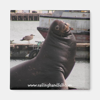 sea lion sailing handfull magnet