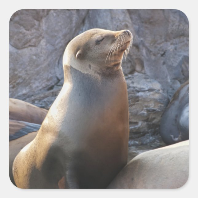 Sea Lion Square Sticker (Front)