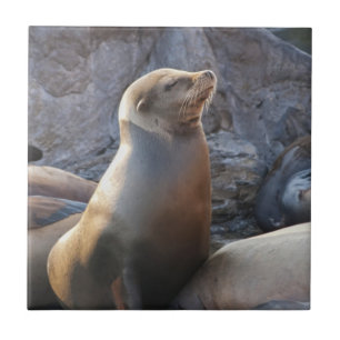 Sea Lion Tile