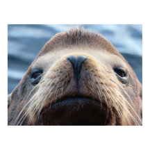 Sea Lion with a Heart Shaped Nose