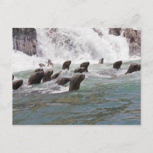 Sea lions attracted into the water to watch postcard