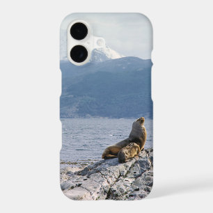 Sea lions in beagle channel - Argentina