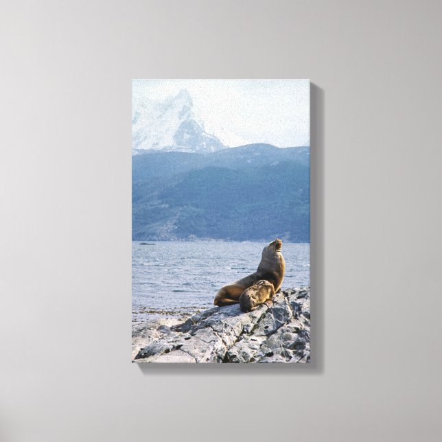 Sea lions in beagle channel - Argentina Canvas Print (Front)