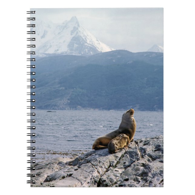Sea lions in beagle channel - Argentina Notebook (Front)