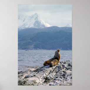 Sea lions in beagle channel - Argentina Poster