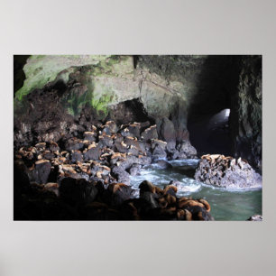 Sea Lions in Cave Print
