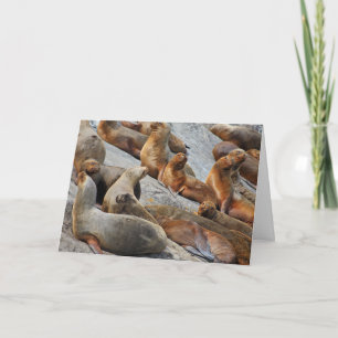Sea lions in Patagonia, Chile Card