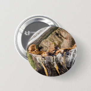 Sea Lions Laying On The Rocks 2 Inch Round Button