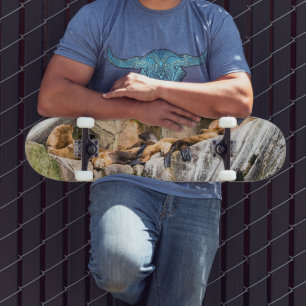 Sea Lions Laying On The Rocks Skateboard