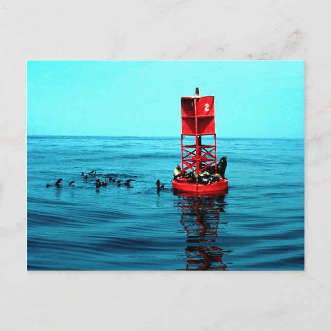 Sea lions on harbour buoy, Ventura, California, U. Postcard (Front)