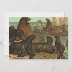 Sea Lions on the Beach, Vintage Marine Life Animal