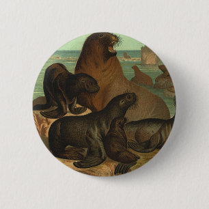 Sea Lions on the Beach, Vintage Marine Life Animal 2 Inch Round Button