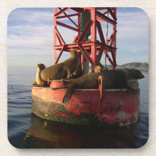 Sea Lions Relaxing on a Buoy in Dana Point Coaster