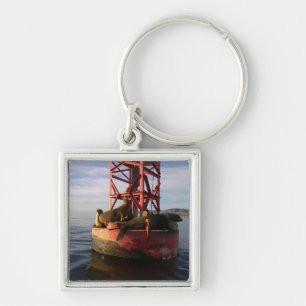 Sea Lions Relaxing on a Buoy in Dana Point Keychain