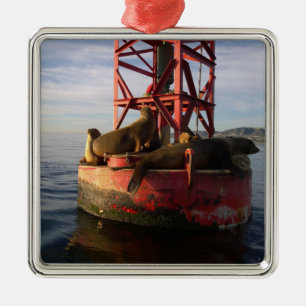 Sea Lions Relaxing on a Buoy in Dana Point Metal Ornament