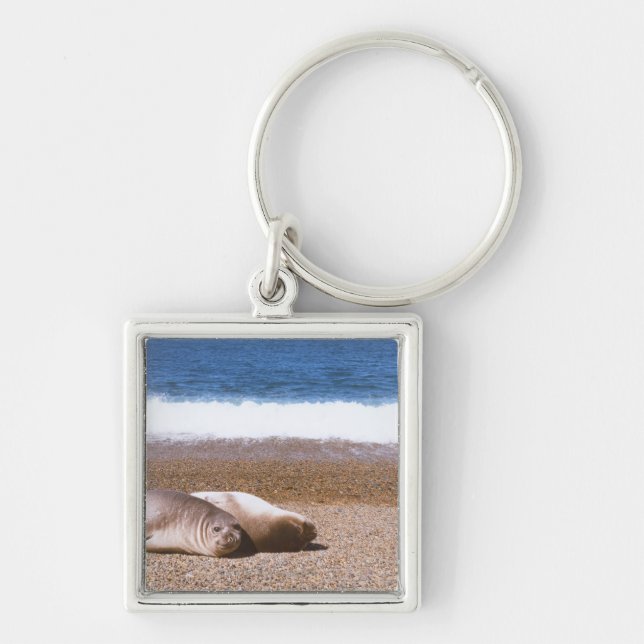 Sea Lions Resting on Beach Keychain (Front)