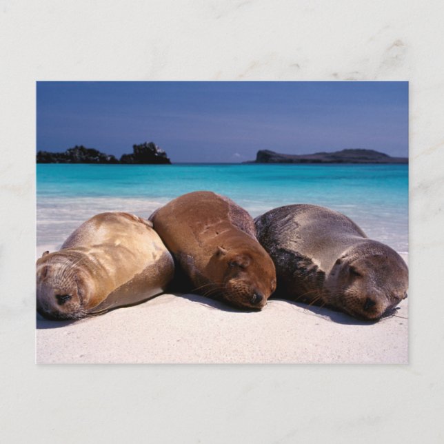 Sea Lions Sleeping On Beach | Ecuador Postcard (Front)