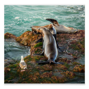 Sea Lions Wall Art   Coastal Wildlife Print