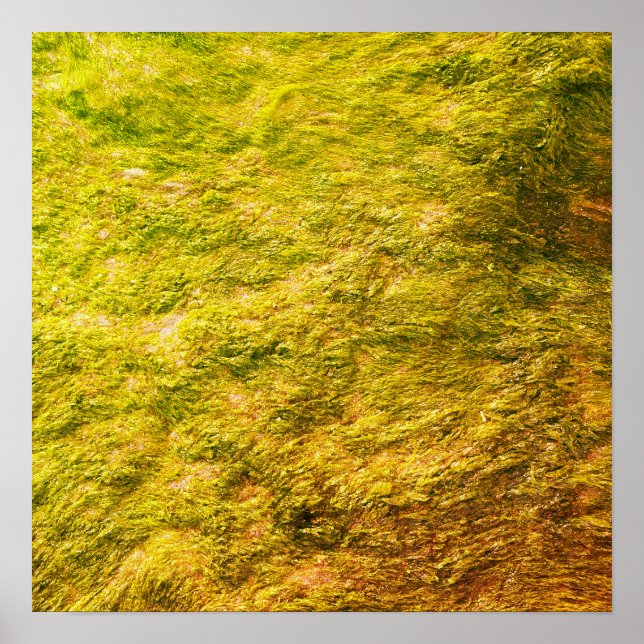 Sea Moss Abstract Golden Yellow Green Artsy Gift Poster (Front)