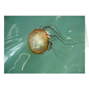Sea Nettle Jellyfish Frameable Art Card
