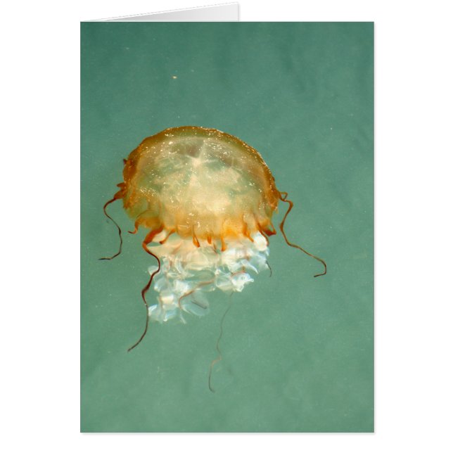 Sea Nettle Jellyfish Frameable Art Card (Front)