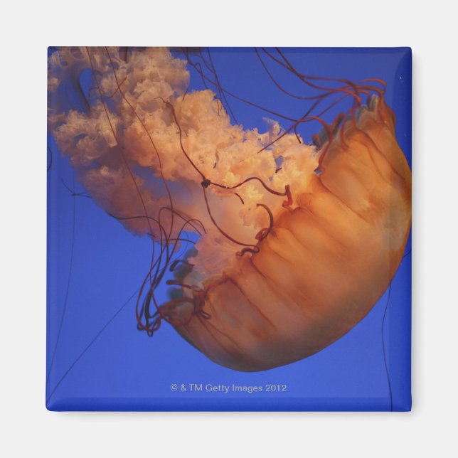 Sea nettle jellyfish magnet (Front)