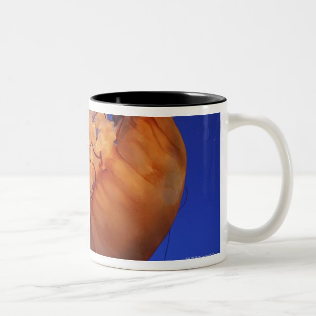 Sea nettle jellyfish Two-Tone coffee mug (Right)