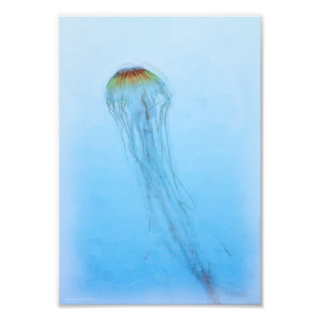Sea Nettle Photo Print (Front)