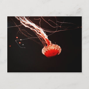 Sea Nettle Postcard