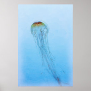 Sea Nettle Poster