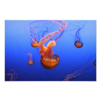 Sea Nettles in motion picture Photo Print