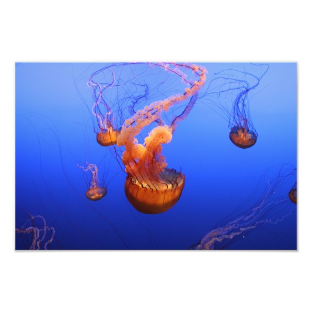Sea Nettles in motion picture Photo Print (Front)