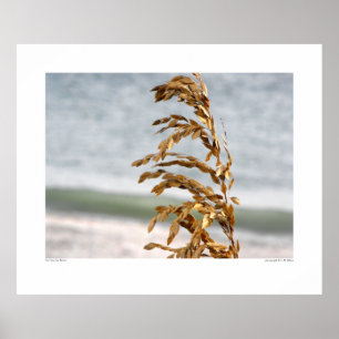 Sea Oats, Sea Breeze Poster