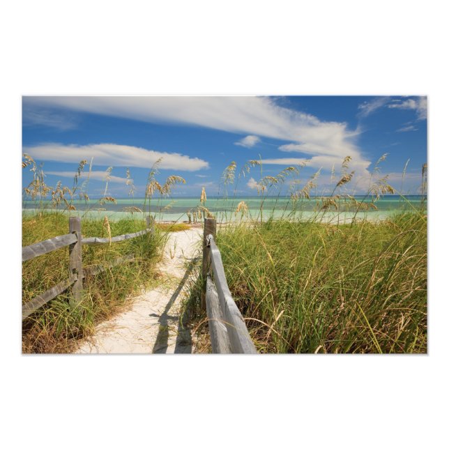 Sea oats Uniola paniculata) growing by beach, Photo Print (Front)