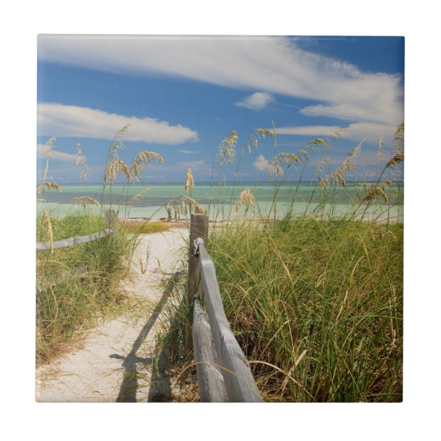 Sea oats Uniola paniculata) growing by beach Tile (Front)