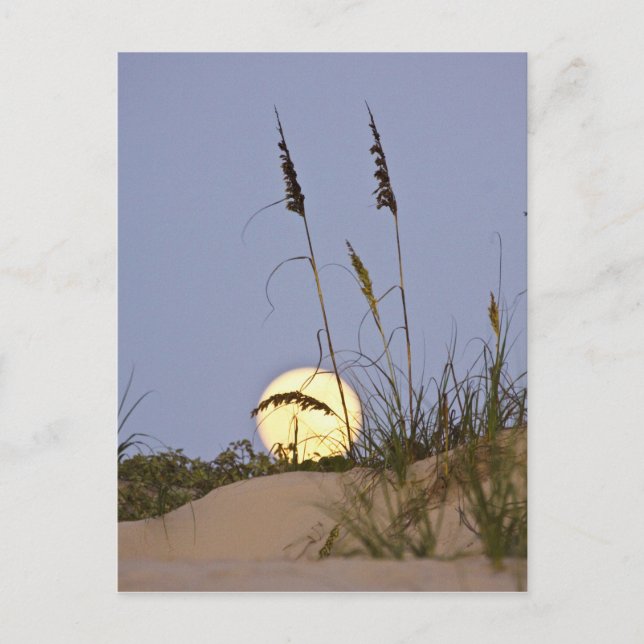 Sea Oats Uniola paniculata) growing on sand Postcard (Front)