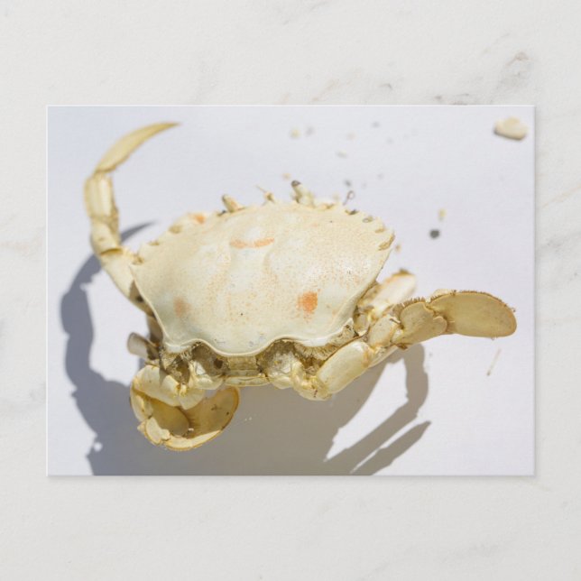 Sea Ocean Crab Shell Creature Postcard (Front)