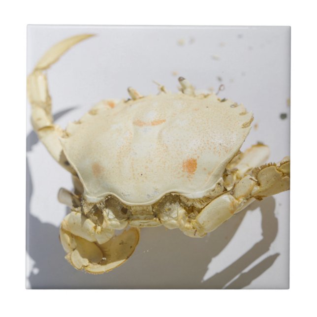 Sea Ocean Crab Shell texture structure details Tile (Front)