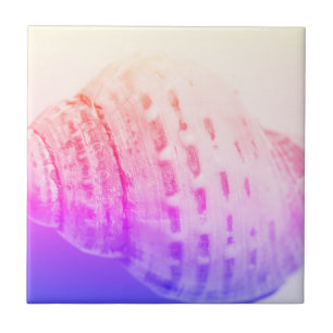 Sea Ocean Shell texture structure details Tile
