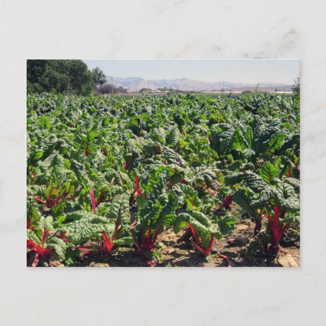 Sea of Organic Red Chard Postcard (Front)