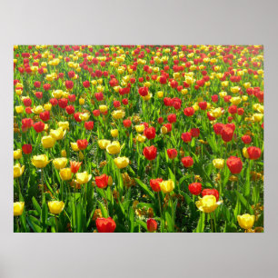 Sea of Tulips II Poster