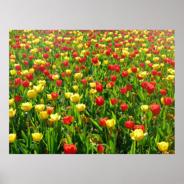 Sea of Tulips II Poster (Front)