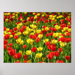 Sea of Tulips III Poster