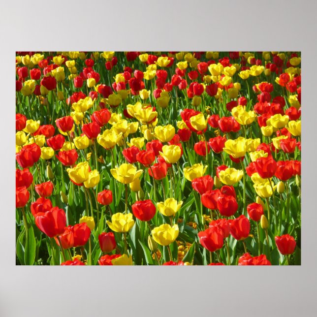 Sea of Tulips III Poster (Front)